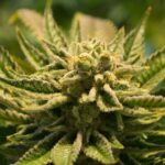 cbd flower