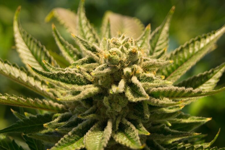 cbd flower